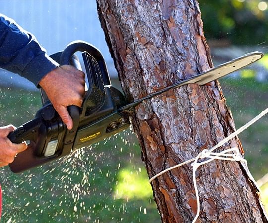 Спил деревьев в Нижнем Новгороде и  Нижегородской области